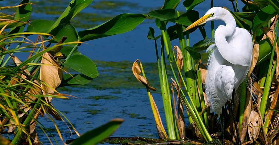 Great white egret with dramatic natural sunlight in florida wetland pond