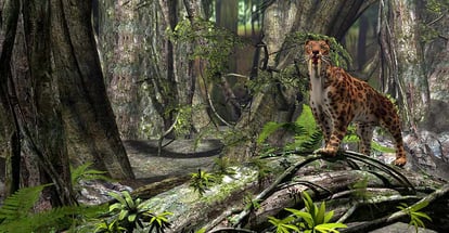 Sabertooth tiger