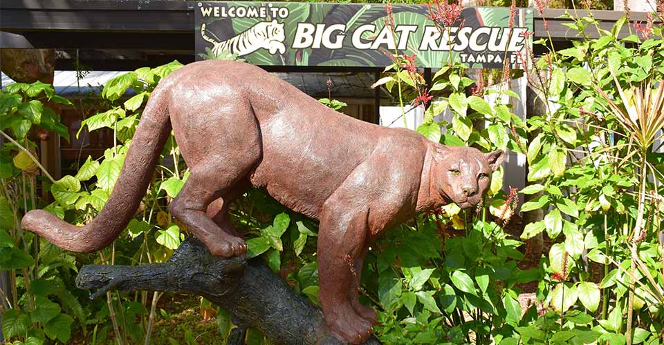 Big Cat Rescue: Animal Sanctuary of Tampa, FL Big Cat Rescue: Animal Sanctuary of Tampa, FL