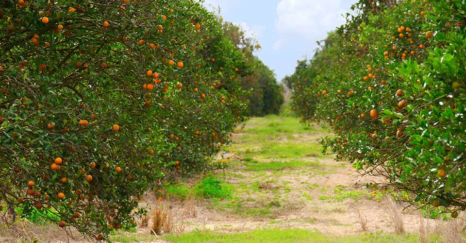 Rows of Florida orange trees in an orange grove on a beautiful fall morning